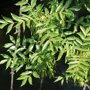 Gewone es (Fraxinus excelsior ‘Westhof’s Glorie’) blad